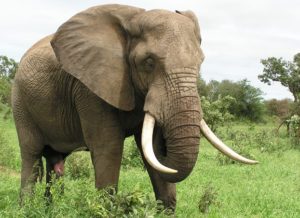 PostgreSQL Elephant